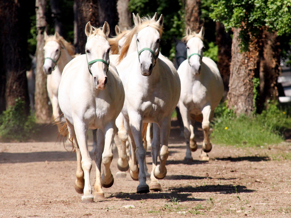 Lipica: The Craddle of the Lipizzaner Horses